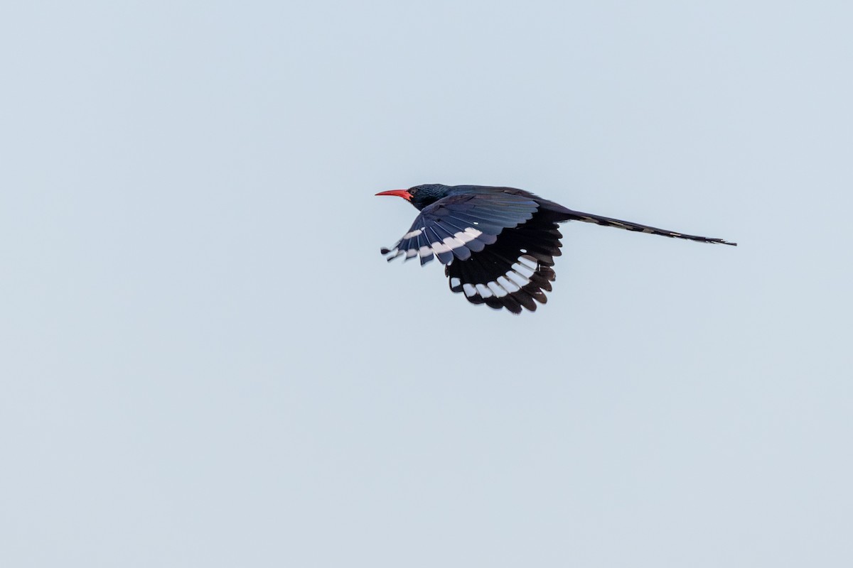 Green Woodhoopoe - ML644073905