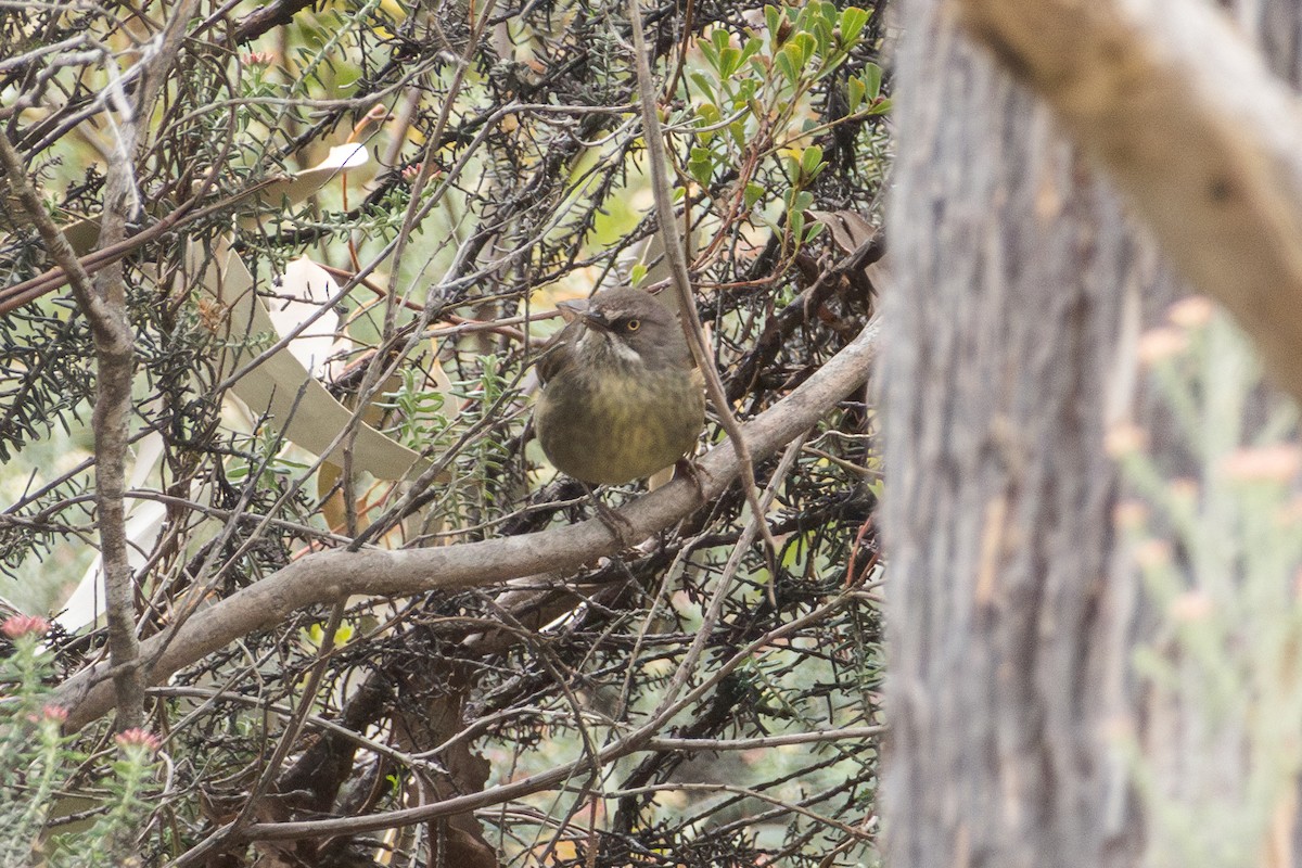 Tasmanian Scrubwren - ML644073916