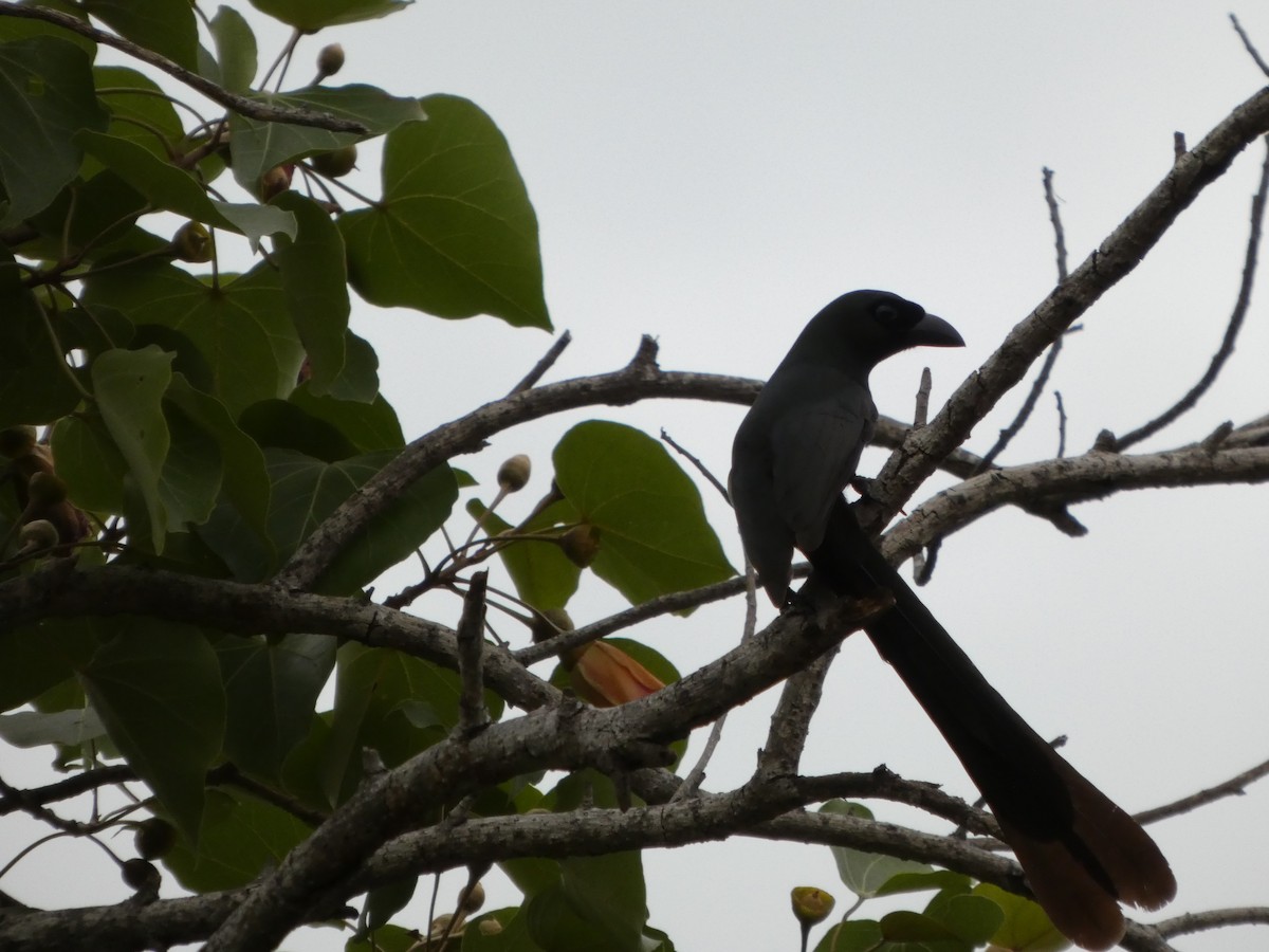 Racket-tailed Treepie - ML644073918