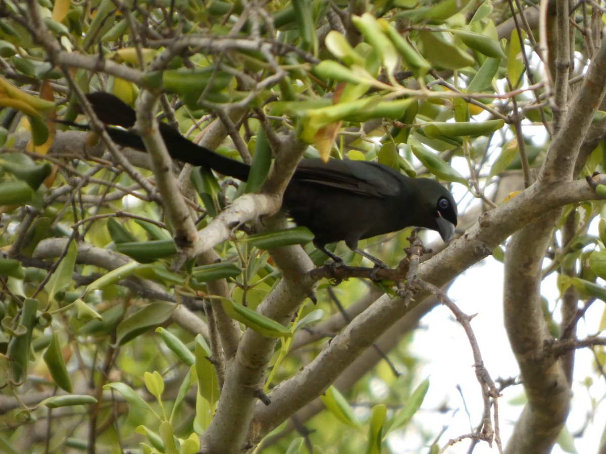 Racket-tailed Treepie - ML644073919