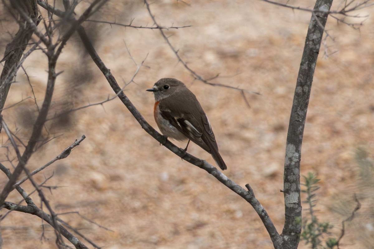 サンショクヒタキ - ML644073920