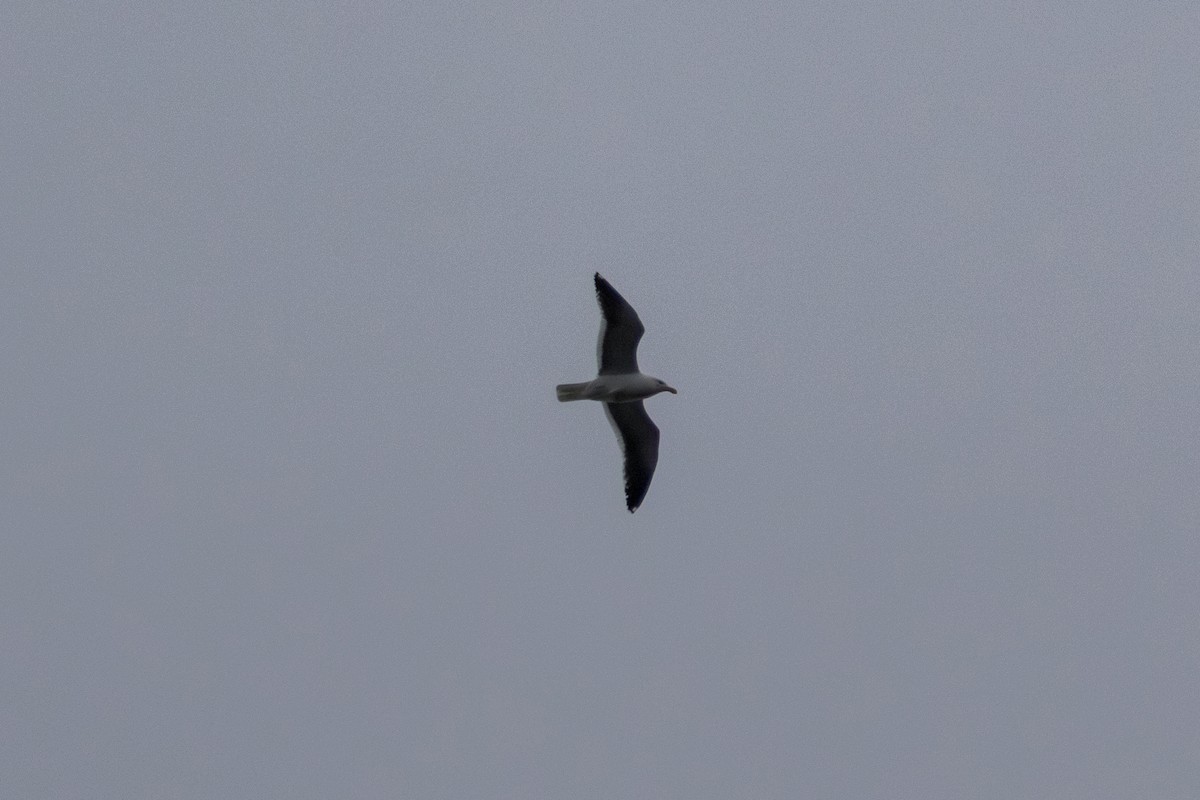 Kelp Gull - ML644073921