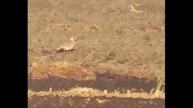 Хээрийн хавтгаалж - ML644073939