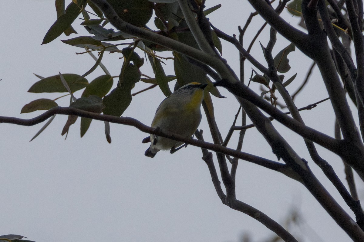 Striated Pardalote - ML644073941