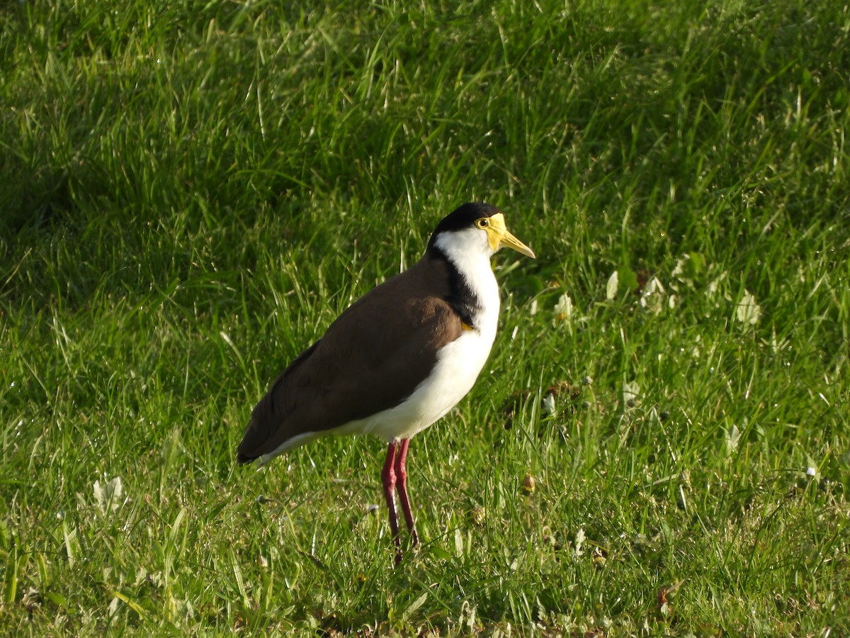 Hegabera maskaraduna - ML644073942