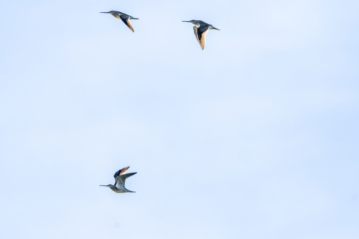 Long-billed Dowitcher - ML644073944