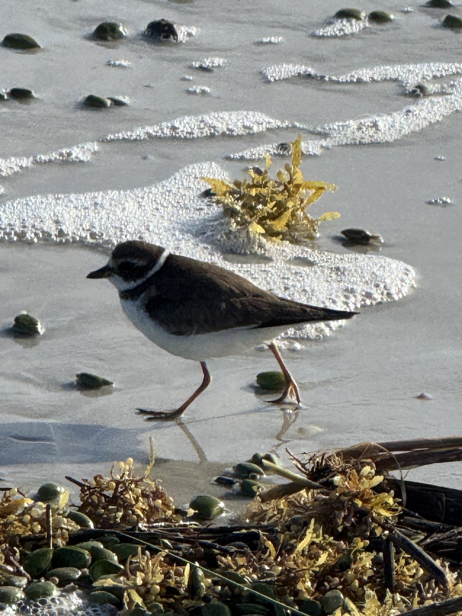 Semipalmated Plover - ML644073959