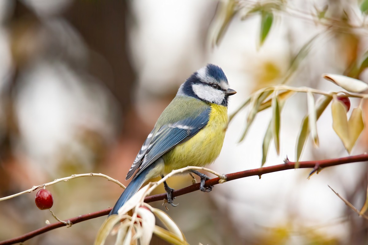 Eurasian Blue Tit - ML644073962