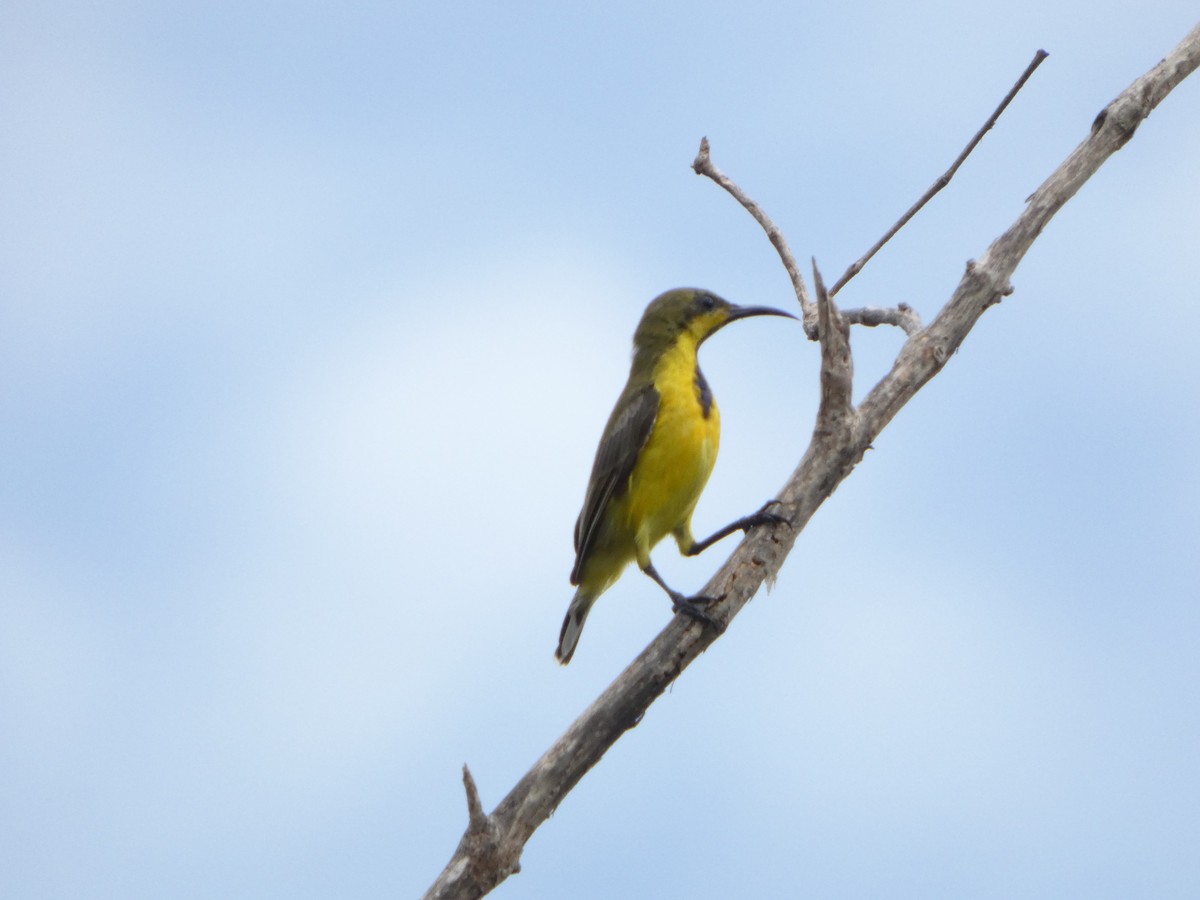 Ornate Sunbird - ML644073967
