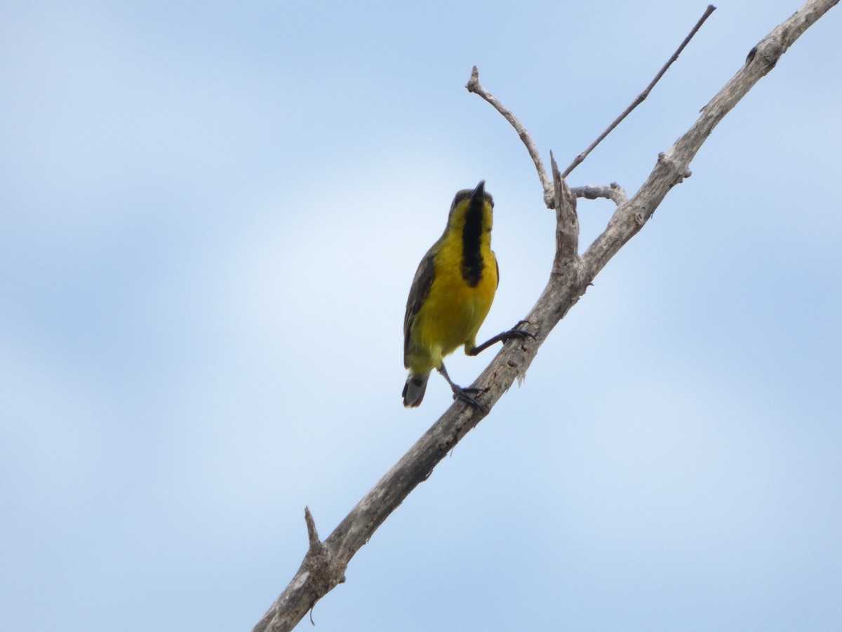 Ornate Sunbird - ML644073969