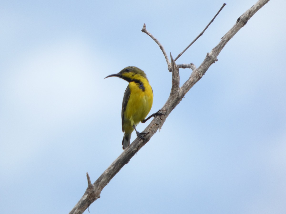 Ornate Sunbird - ML644073971