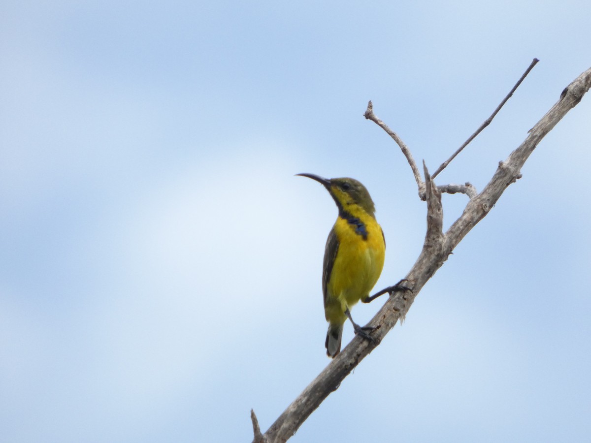 Ornate Sunbird - ML644073972