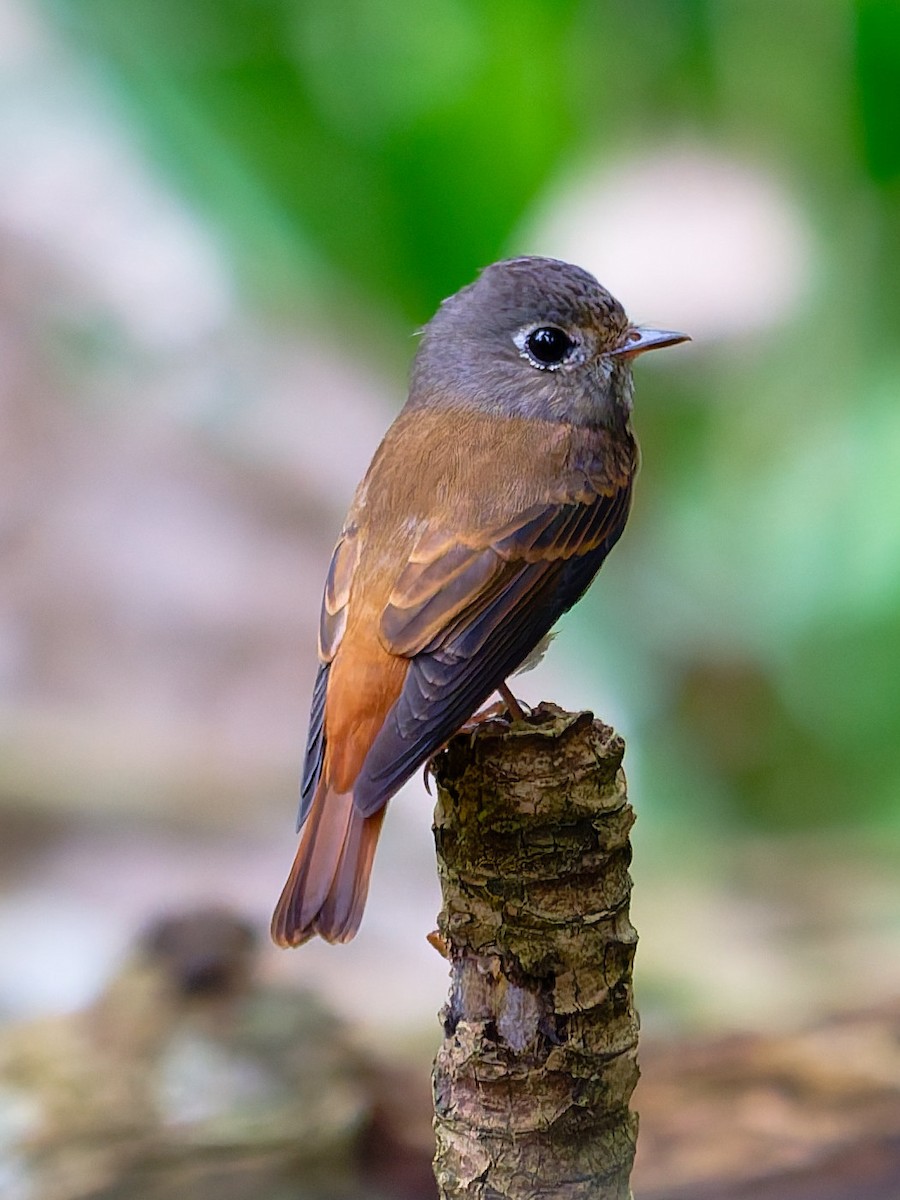 Ferruginous Flycatcher - ML644073974
