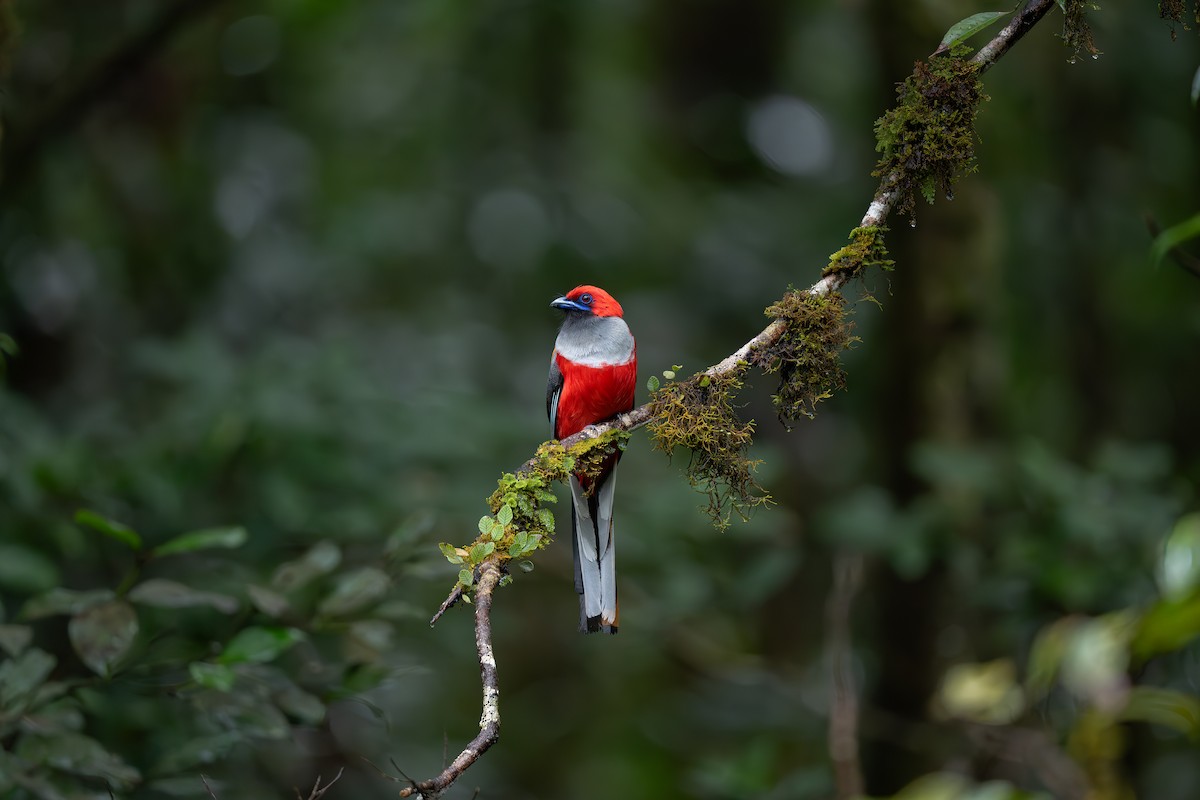 Whitehead's Trogon - ML644073986