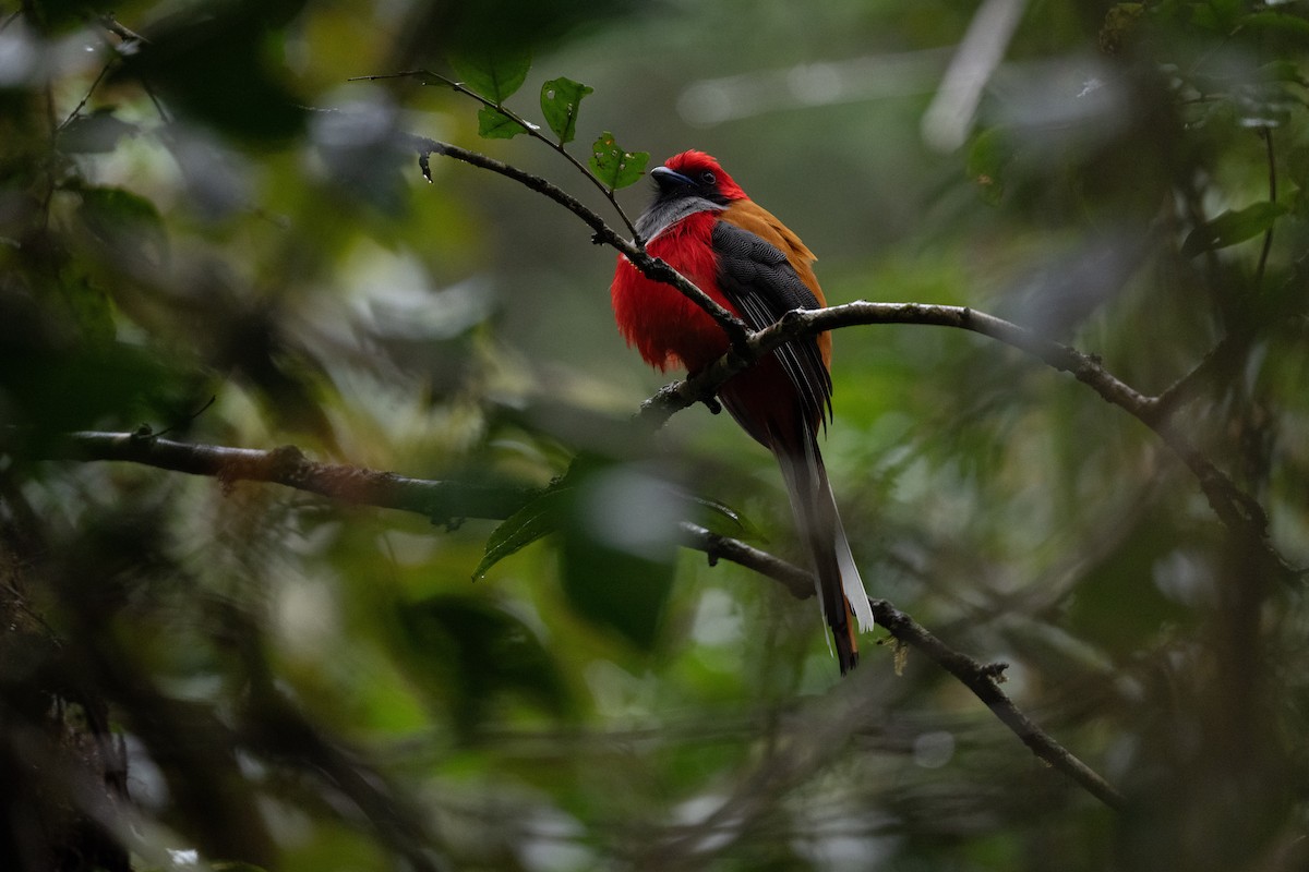 Whitehead's Trogon - ML644073988