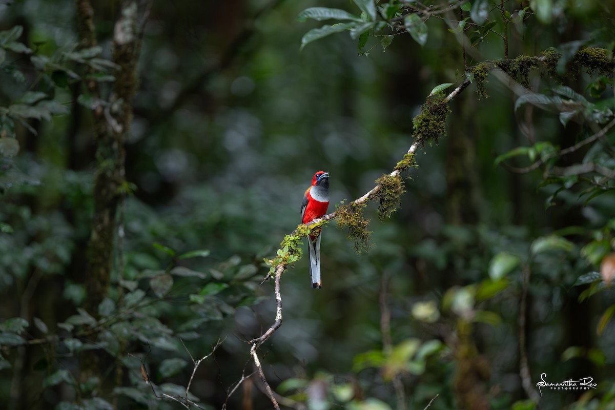 Whitehead's Trogon - ML644073989