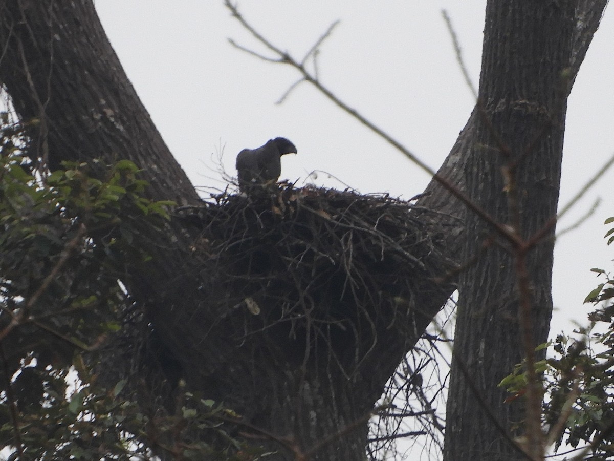 Black Eagle - ML644073990