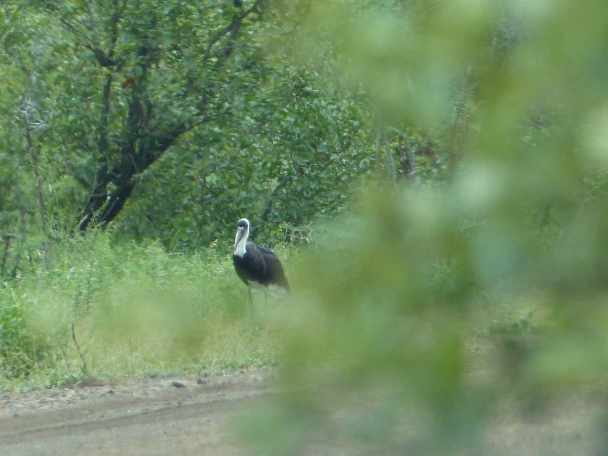 חסידה לבנת-גרון אפריקאית - ML644073993