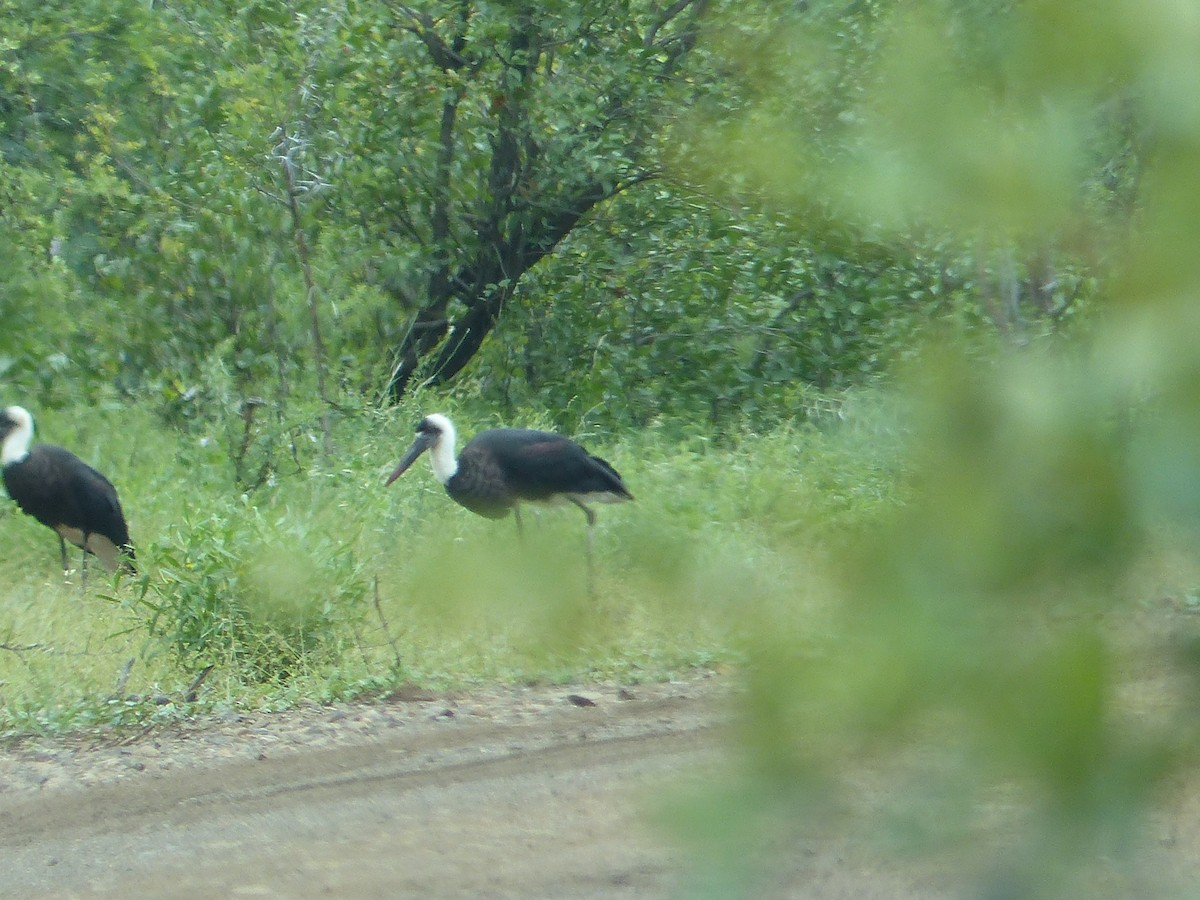 חסידה לבנת-גרון אפריקאית - ML644073994