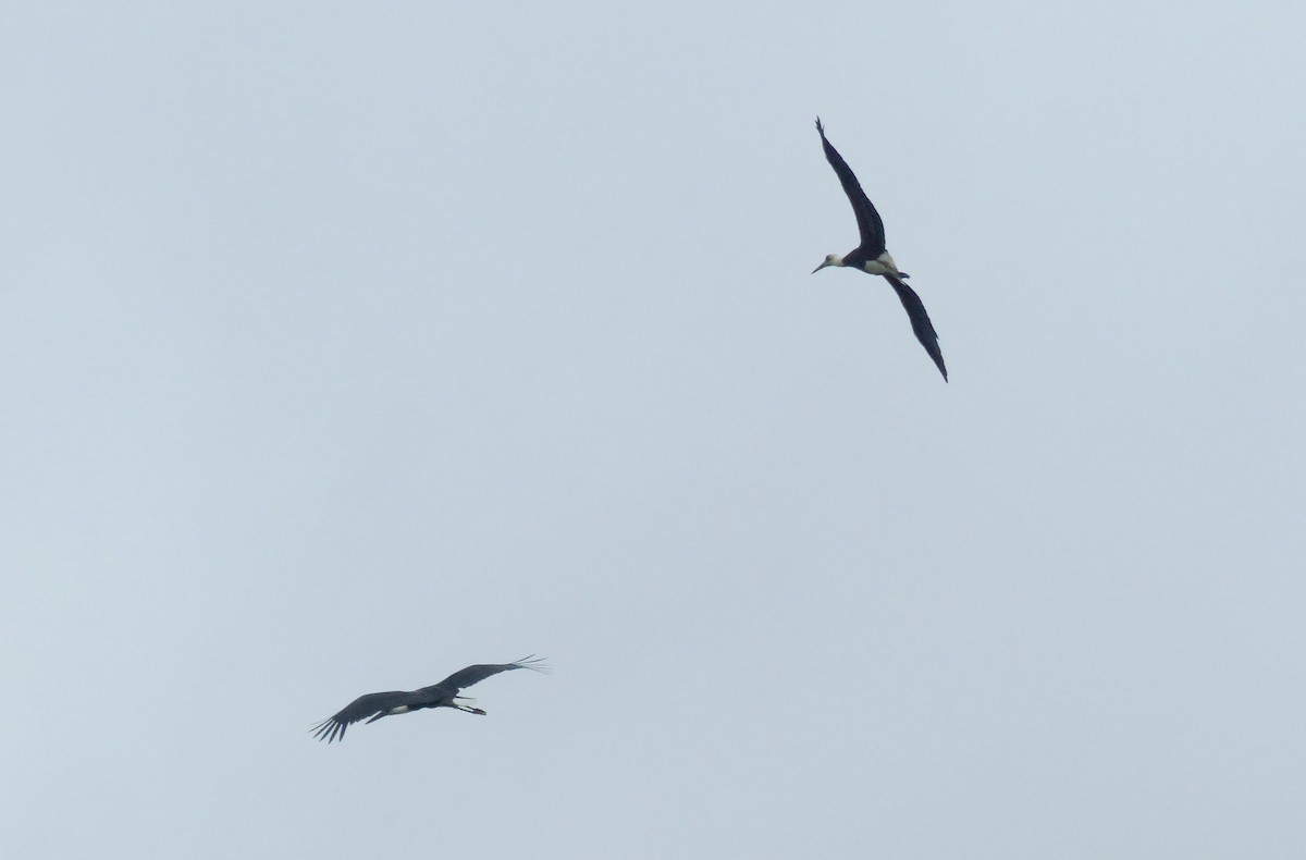 חסידה לבנת-גרון אפריקאית - ML644074003