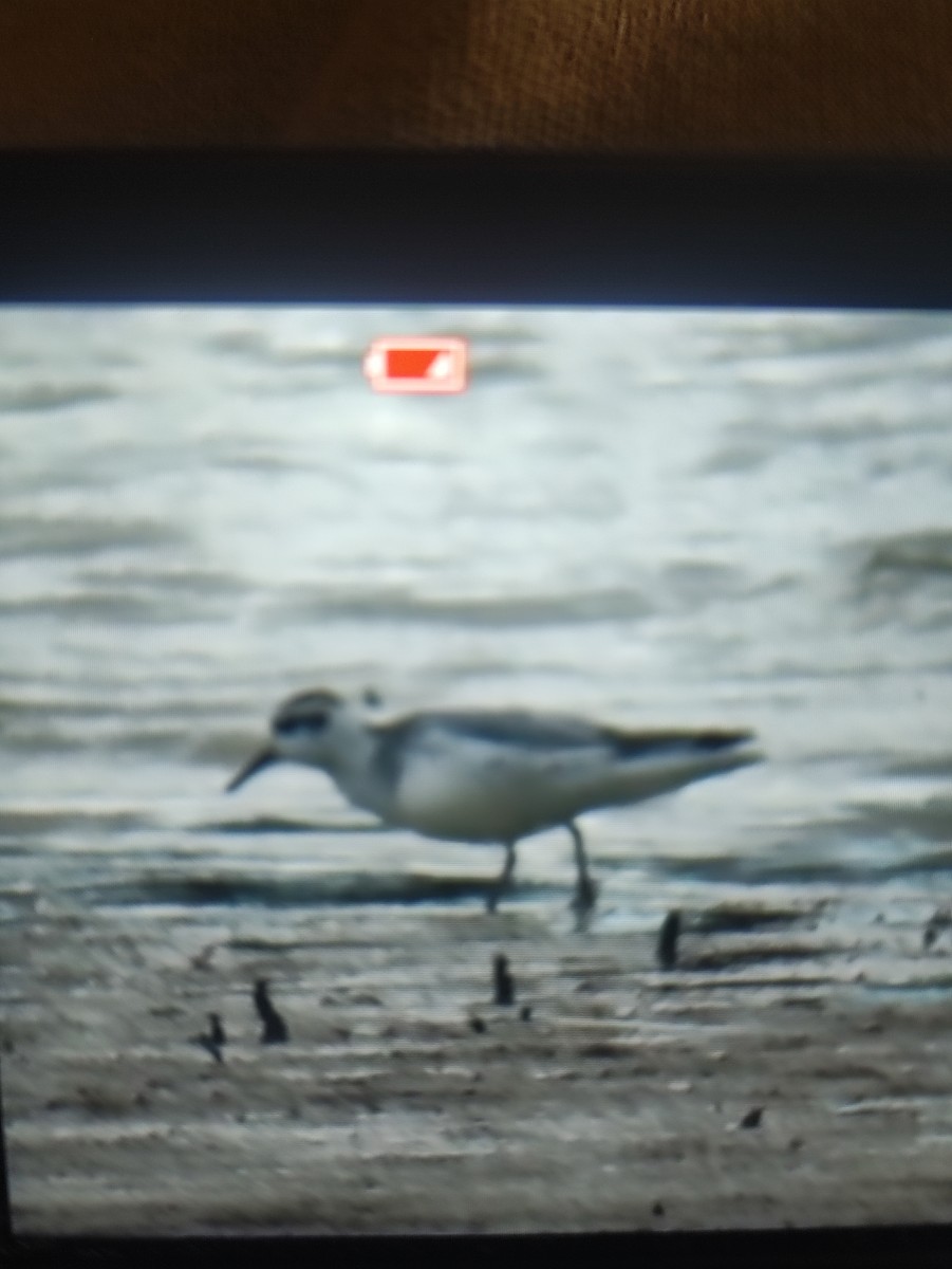 Red Phalarope - ML644074013