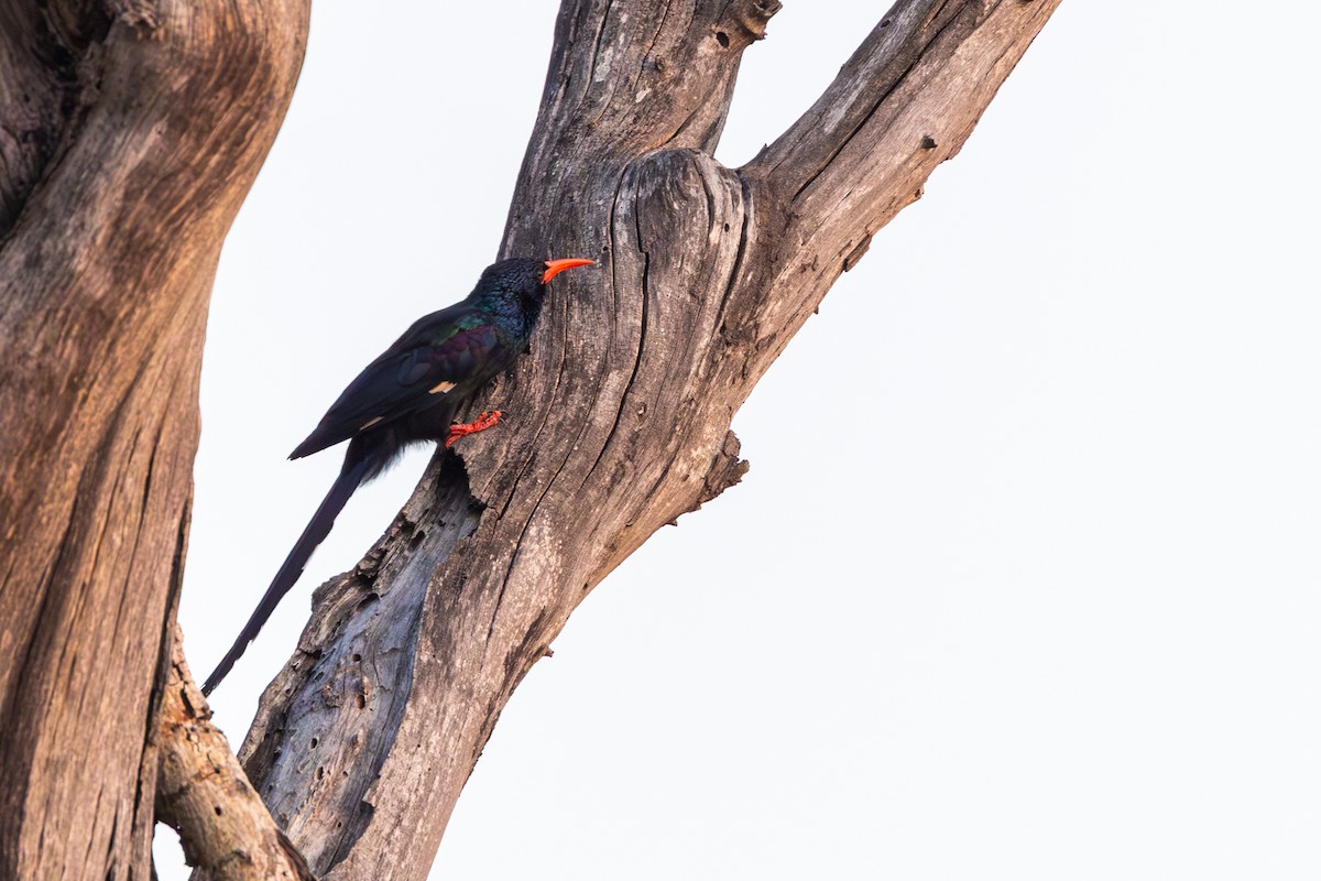 Green Woodhoopoe - ML644074016