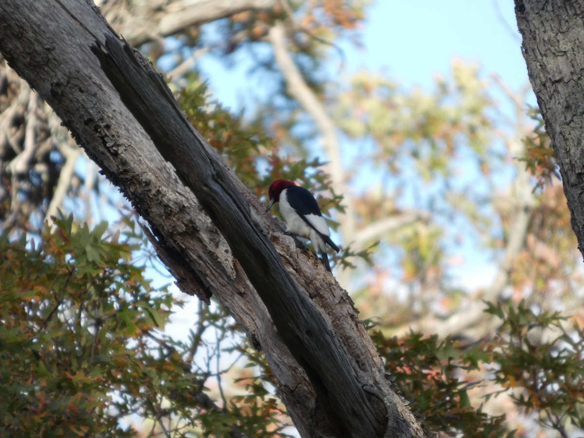 Red-headed Woodpecker - ML644074026
