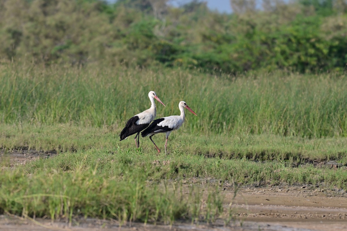 White Stork - ML644074047
