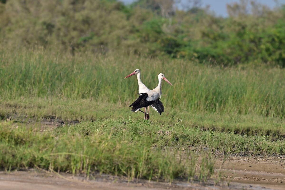 White Stork - ML644074048