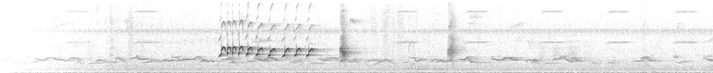 pirattyrann - ML644074060