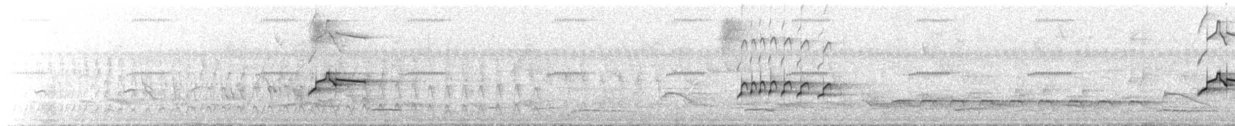 pirattyrann - ML644074061