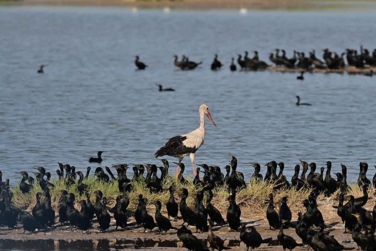 White Stork - ML644074084