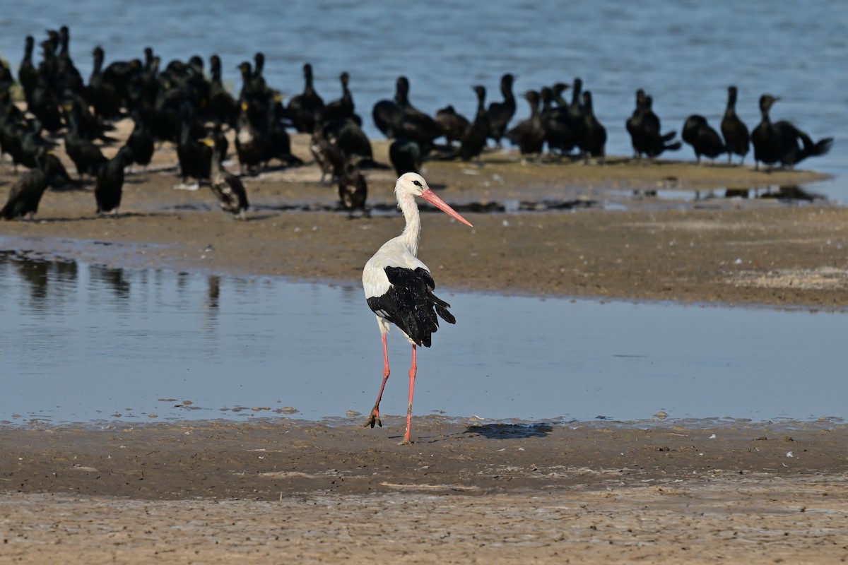 White Stork - ML644074085