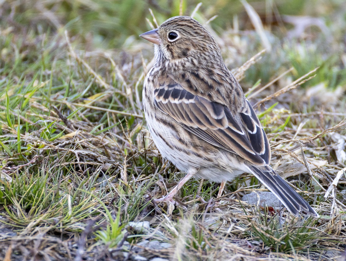Vesper Sparrow - ML644074114