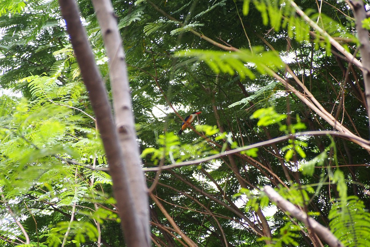 Black-capped Kingfisher - ML644074118