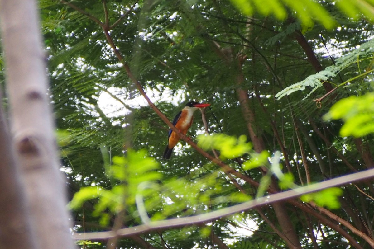 Black-capped Kingfisher - ML644074121