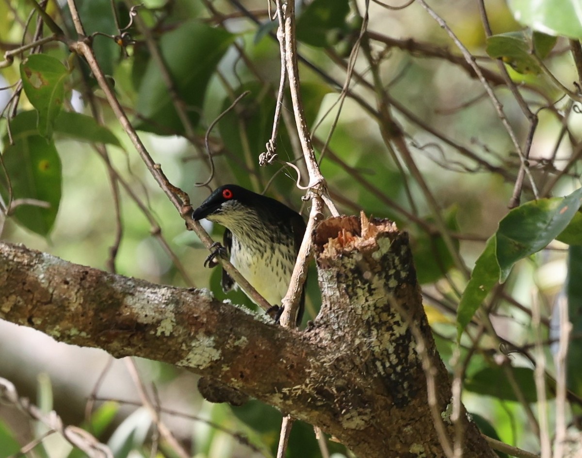 Metallic Starling - ML644074144