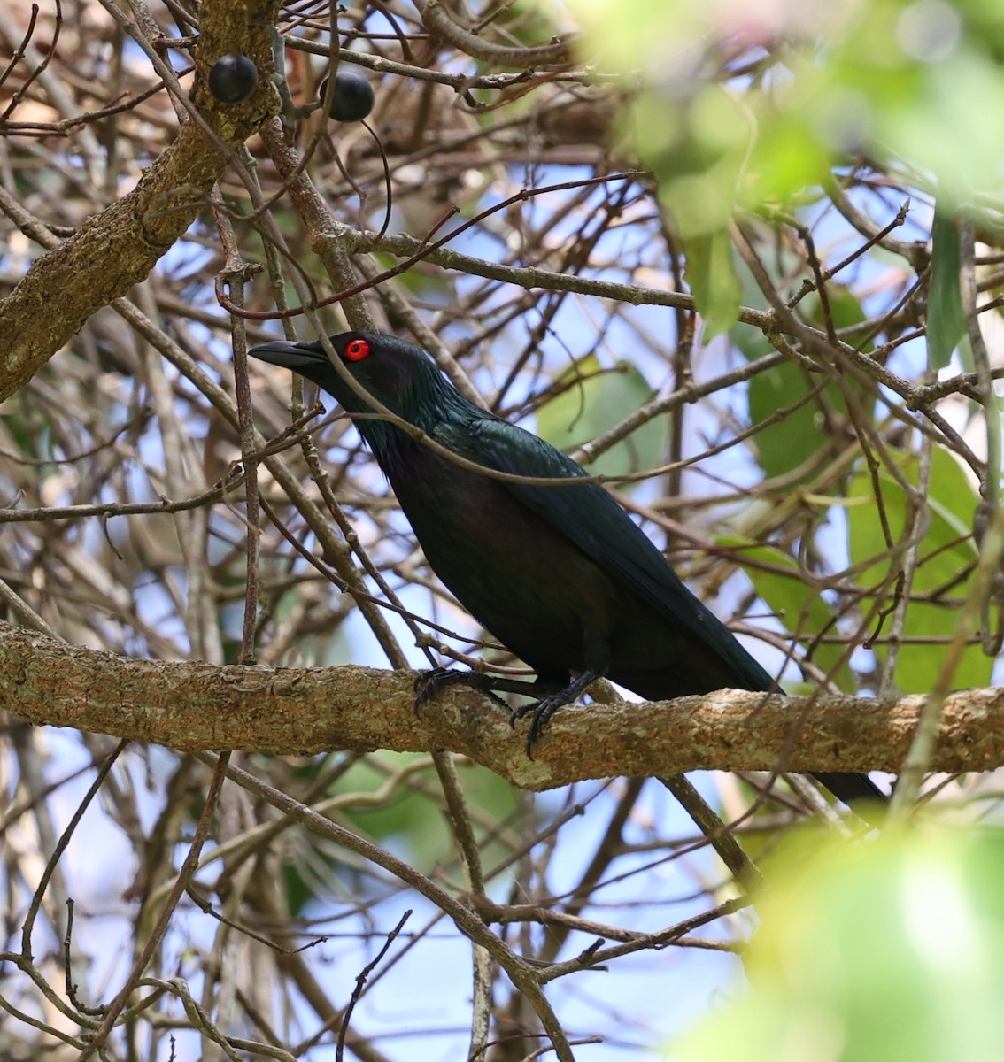 Metallic Starling - ML644074145