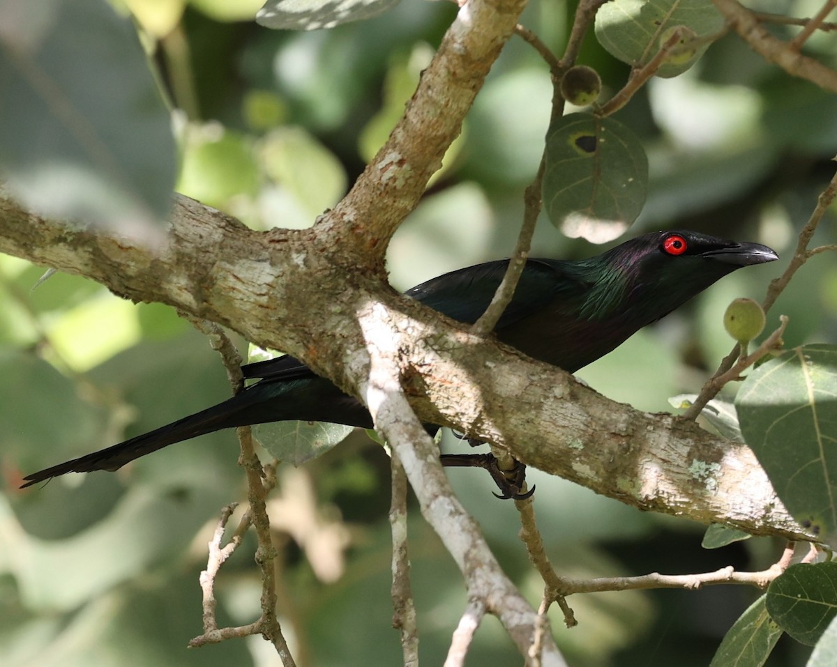 Metallic Starling - ML644074146