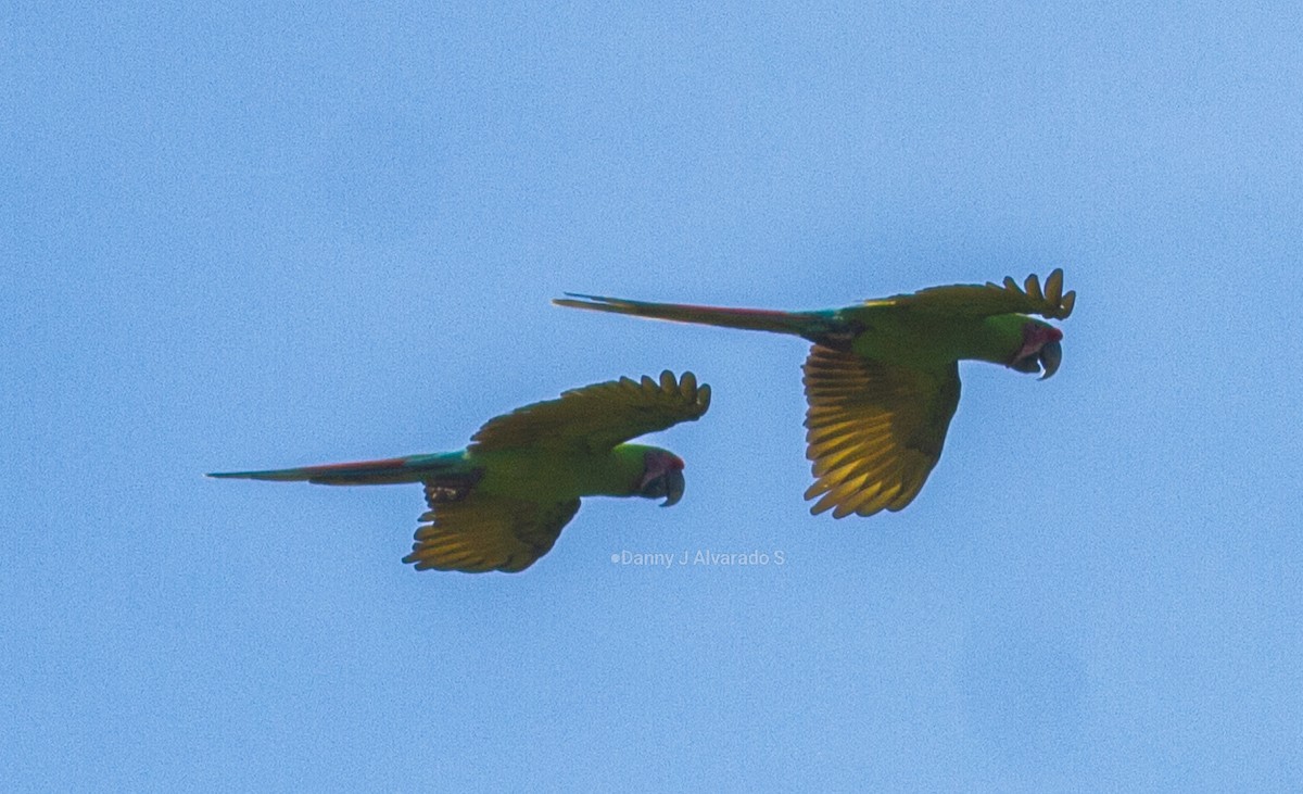 Great Green Macaw - ML644074161