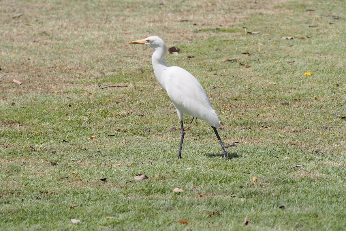 Medium Egret - ML644074187