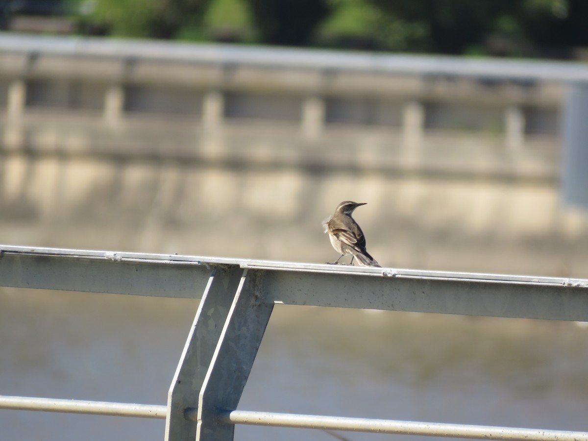 Buff-winged Cinclodes - ML644074193