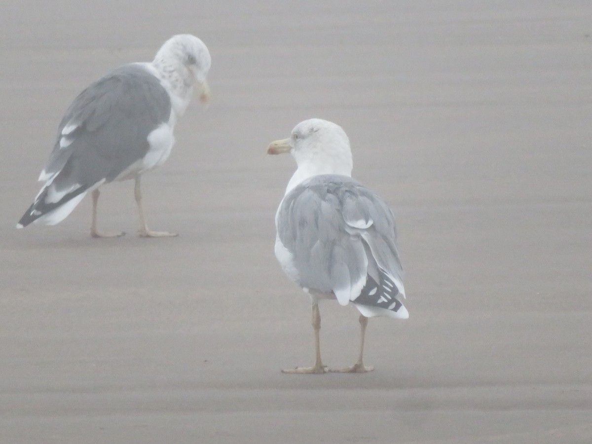 gulbeinmåke - ML644074218