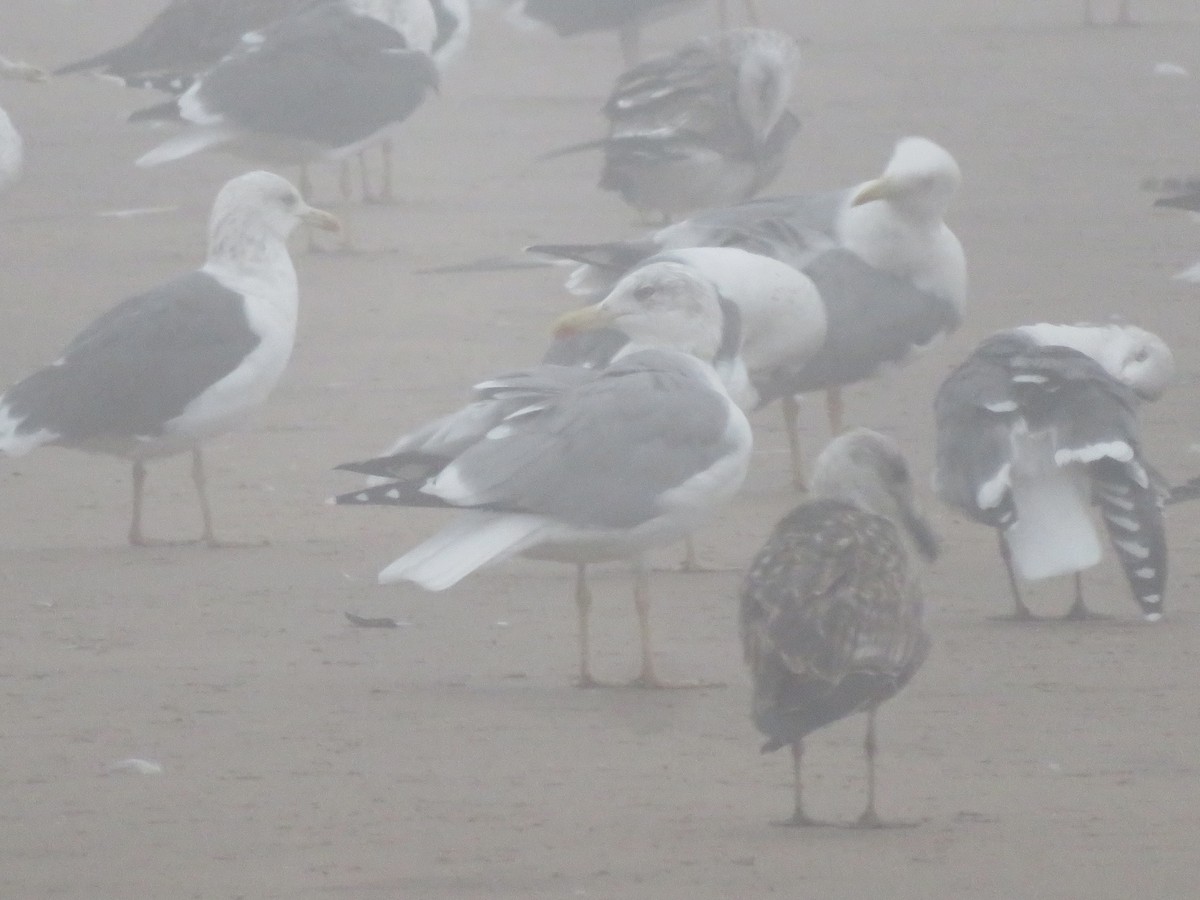 gulbeinmåke - ML644074219