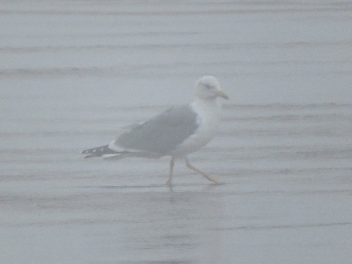 gulbeinmåke - ML644074220