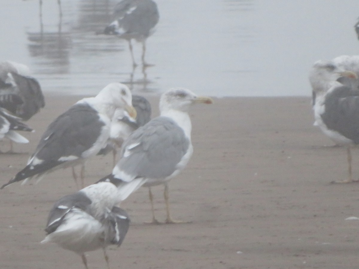 gulbeinmåke - ML644074221