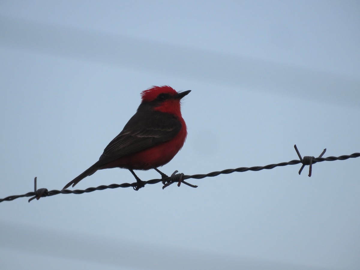 Vermilion Flycatcher - ML644074262