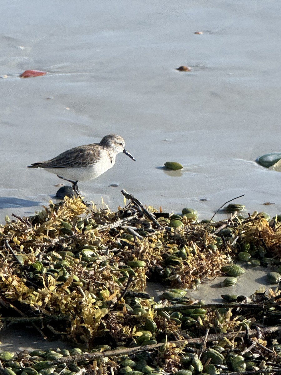 Western Sandpiper - ML644074265