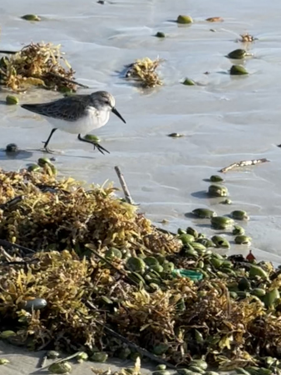 Western Sandpiper - ML644074266