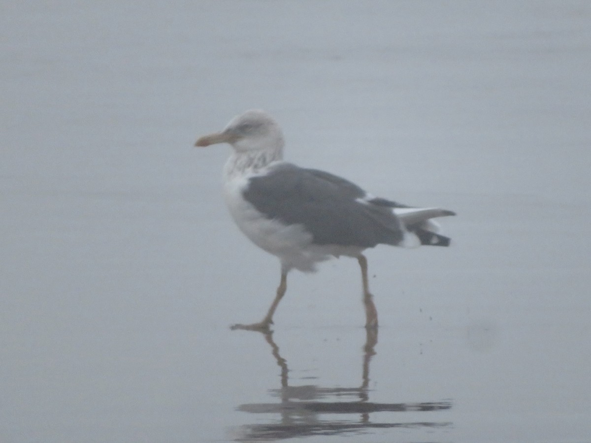 Lesser Black-backed Gull - ML644074278
